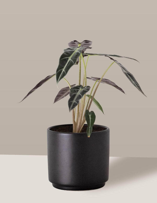 Alocasia Piccolini Cara-de-burro Alocasia amazônica Odin Cachepô / Pequeno / Preto Vaso Cachepot Pote Ceramica / p8 p9 p10 p11 p12 / Planta Viva Nordic Green