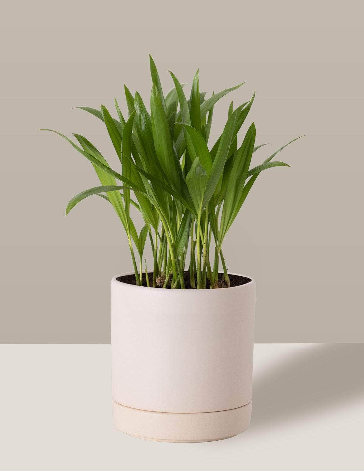 Areca Bambu Dypsis lutescens Thor Vaso / Pequeno / Creme Vaso Cachepot Pote Ceramica / p8 p9 p10 p11 p12 / Planta Viva Nordic Green