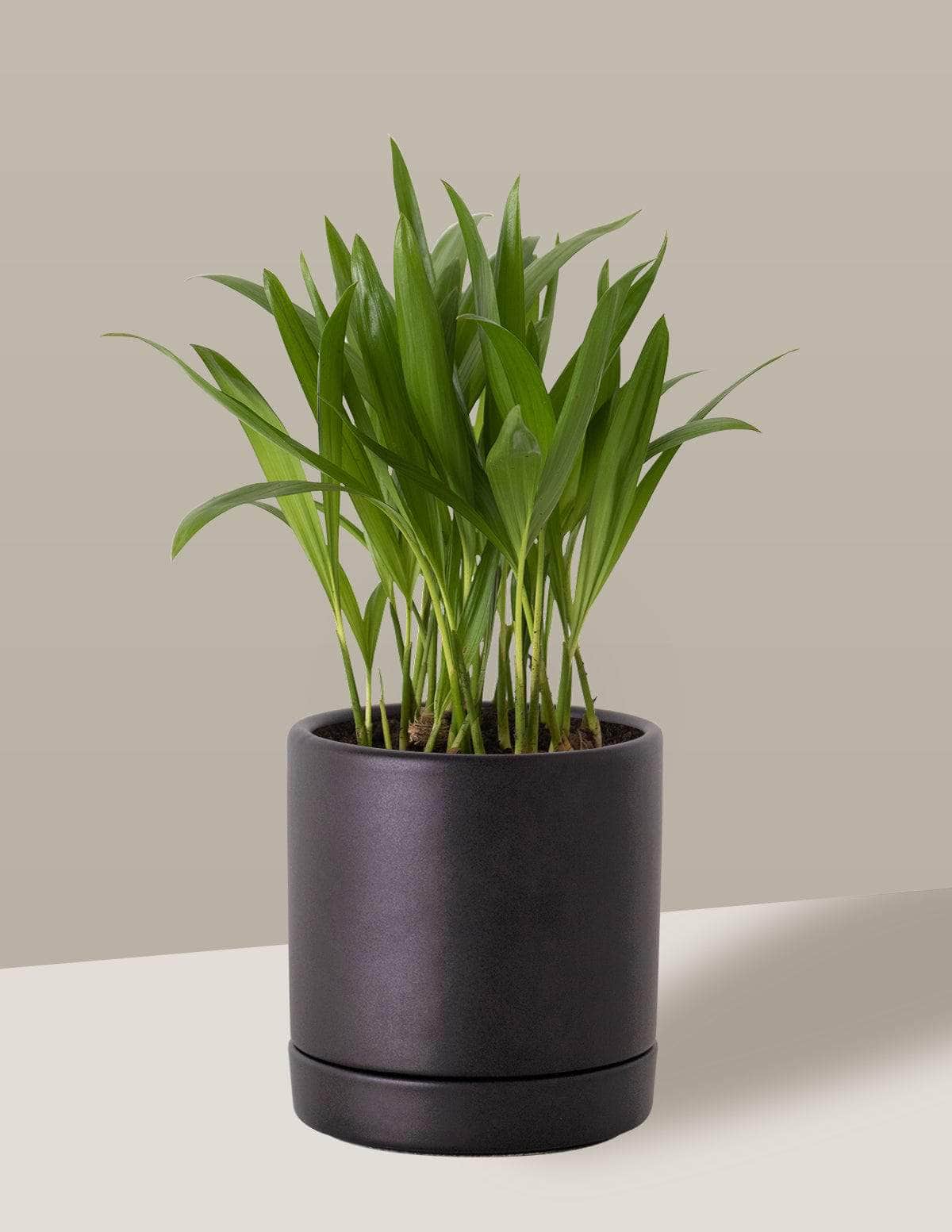 Areca Bambu Dypsis lutescens Thor Vaso / Pequeno / Preto Vaso Cachepot Pote Ceramica / p8 p9 p10 p11 p12 / Planta Viva Nordic Green