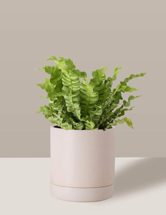 Asplênio Crispy Asplênio crespo Thor Vaso / Médio / Creme Vaso Cachepot Pote Ceramica / p13 p14 p15 p16 p17 p18 p19 p20 / Planta Viva Nordic Green