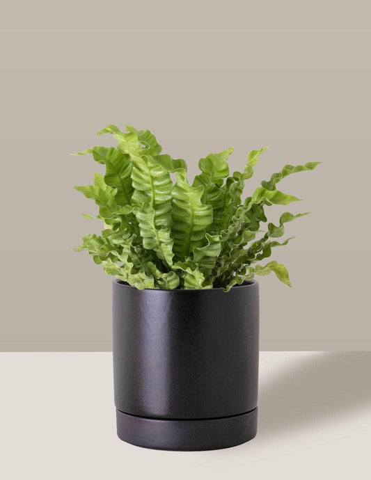 Asplênio Crispy Asplênio crespo Thor Vaso / Médio / Preto Vaso Cachepot Pote Ceramica / p13 p14 p15 p16 p17 p18 p19 p20 / Planta Viva Nordic Green