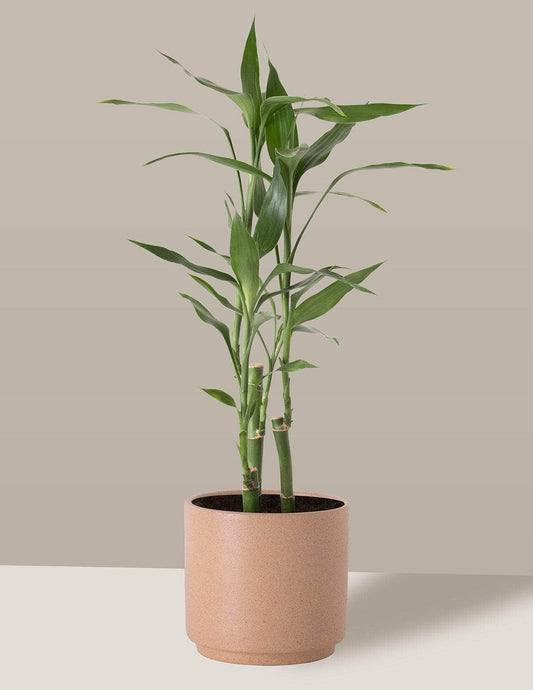Bambu-Da-Sorte Dracaena sanderiana Odin Cachepô / Pequeno / Camurça Vaso Cachepot Pote Ceramica p8 p9 p10 p11 p12 / Planta Viva Nordic Green