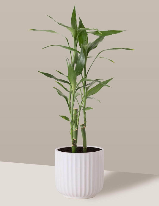 Bambu-Da-Sorte Dracaena sanderiana Oslo Cachepô / Pequeno / Branco Vaso Cachepot Pote Ceramica / p8 p9 p10 p11 p12 / Planta Viva Nordic Green