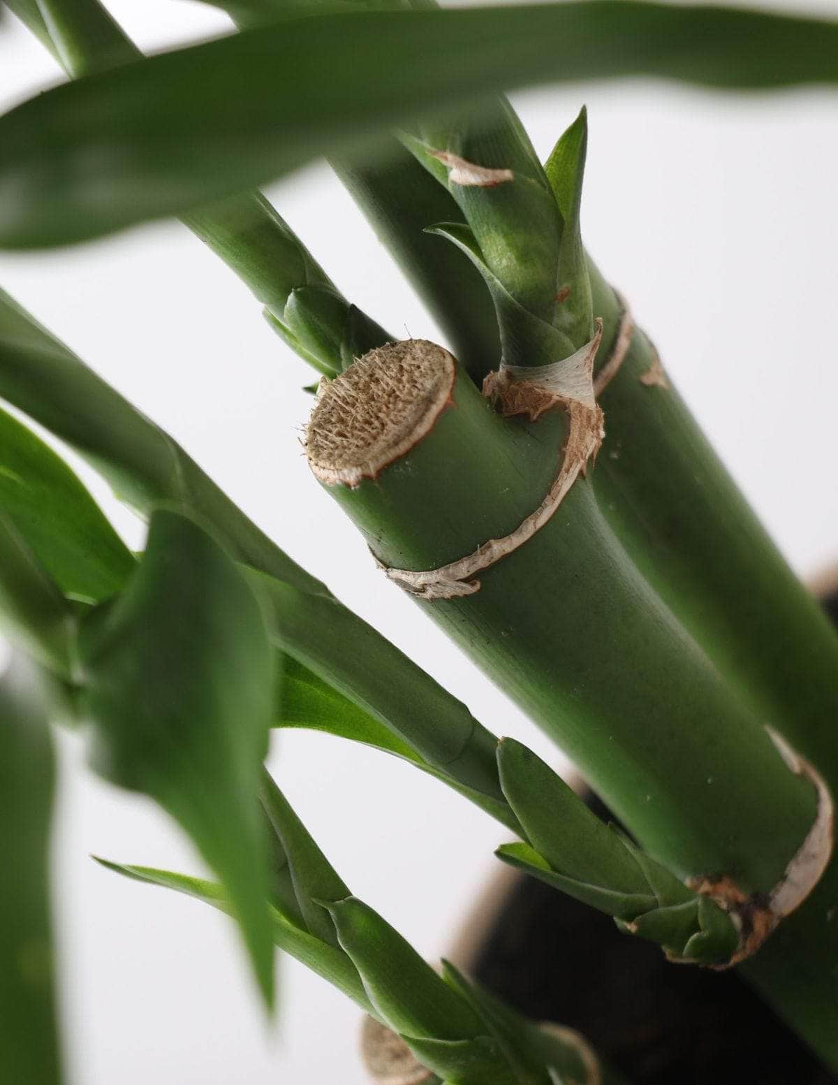 Bambu-Da-Sorte Dracaena sanderiana