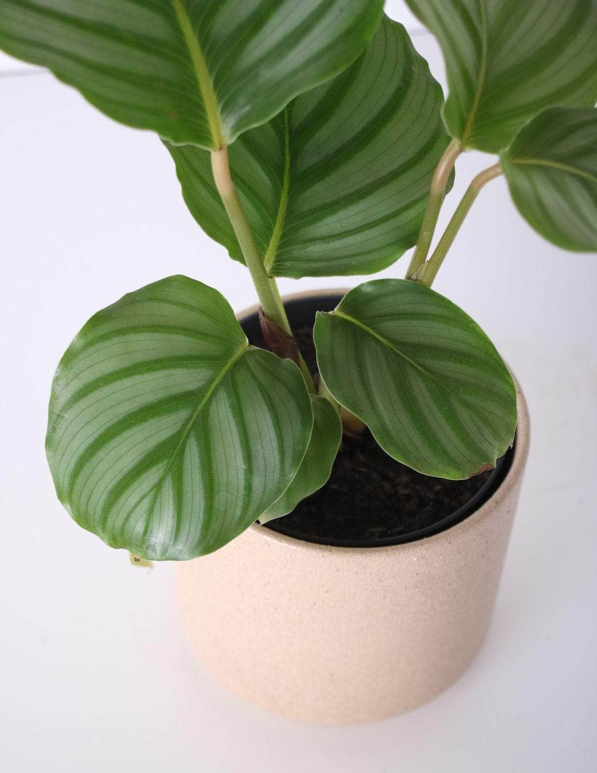 Calathea Orbifolia Calatéia melancia Odin Vaso / Pequeno / Camurça Cachepot Pote Ceramica / p8 p9 p10 p11 p12 / Planta Viva Nordic Green