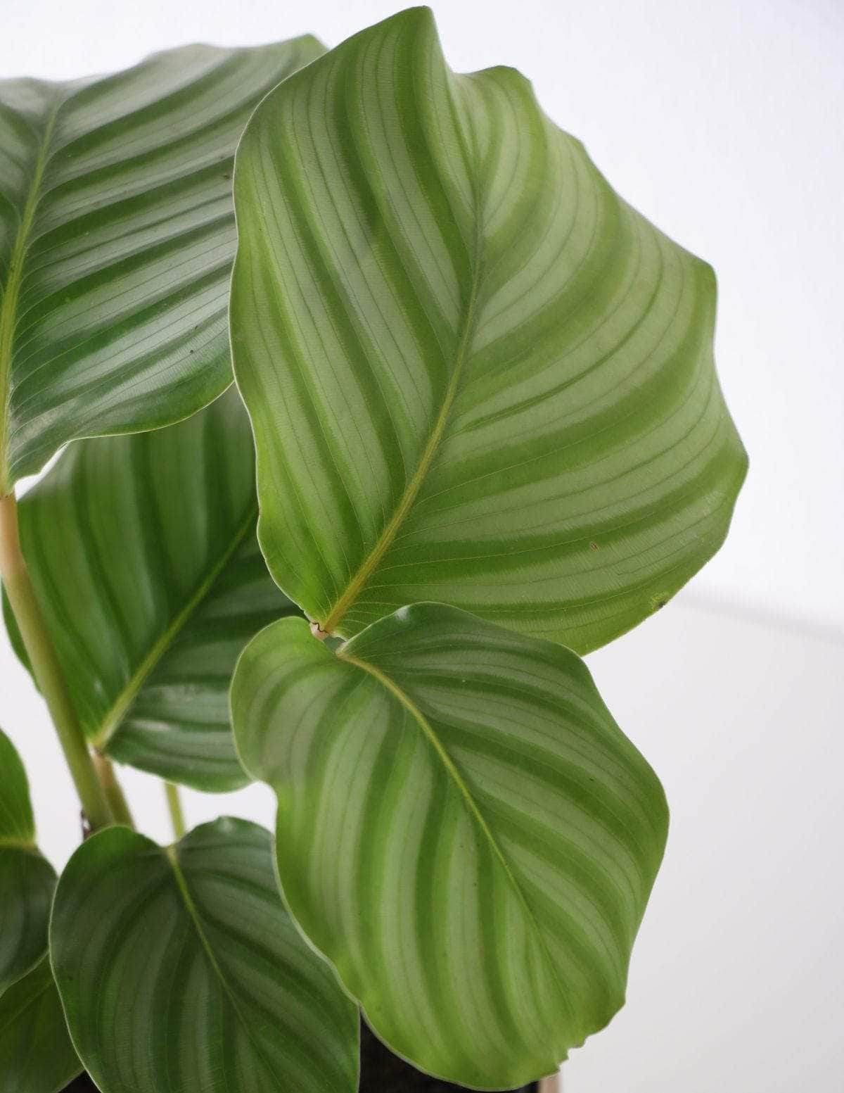 Calathea Orbifolia Calatéia melancia