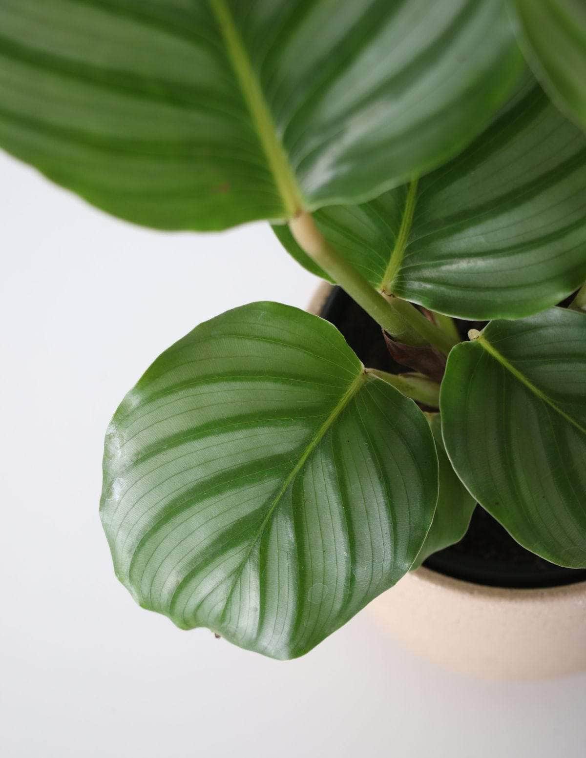 Calathea Orbifolia Calatéia melancia