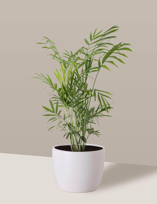 Chamaedorea Palmeira camedórea Freia Cachepô / Pequeno / Branco Vaso Cachepot Pote Ceramica / p8 p9 p10 p11 p12 / Planta Viva Nordic Green