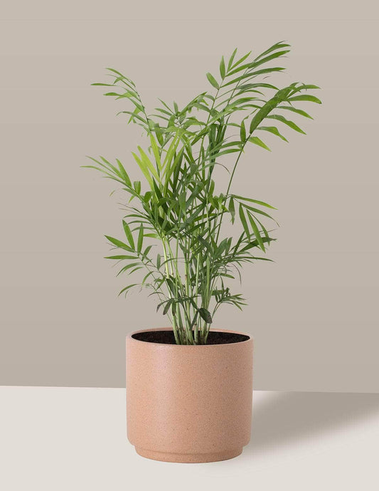 Chamaedorea Palmeira camedórea Odin Cachepô / Pequeno / Camurça Vaso Cachepot Pote Ceramica / p8 p9 p10 p11 p12 / Planta Viva Nordic Green