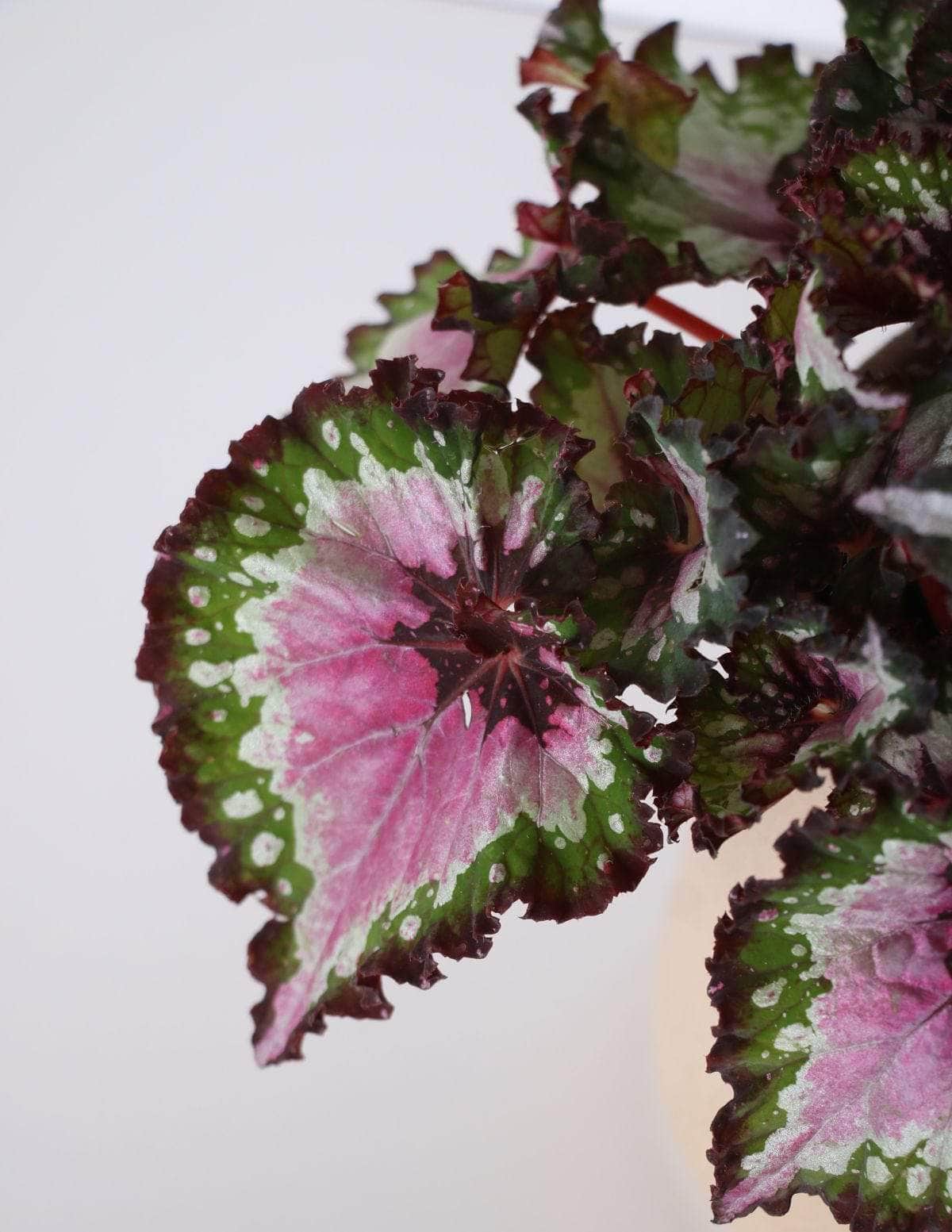 Begônia Rex Vaso Cachepot Pote Ceramica p8 p9 p10 p11 p12 p13 p14 p15 p16 p17 p18 p19 p20 Planta Viva Nordic Green