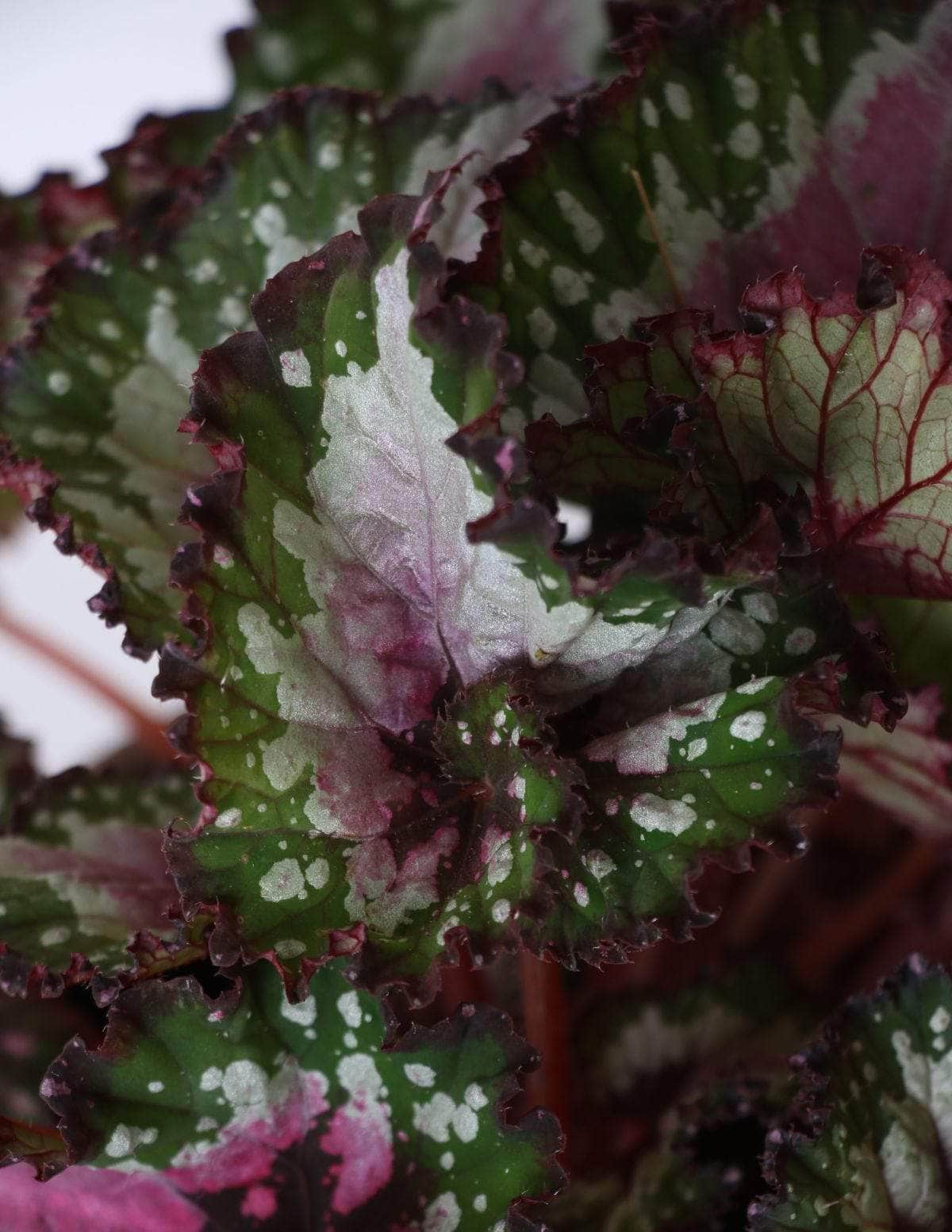 Begônia Rex Vaso Cachepot Pote Ceramica p8 p9 p10 p11 p12 p13 p14 p15 p16 p17 p18 p19 p20 Planta Viva Nordic Green