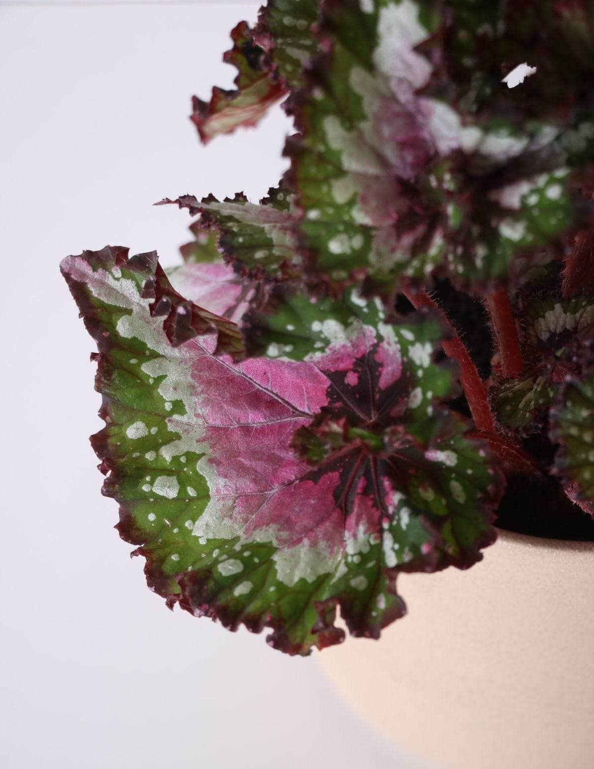 Begônia Rex Vaso Cachepot Pote Ceramica p8 p9 p10 p11 p12 p13 p14 p15 p16 p17 p18 p19 p20 Planta Viva Nordic Green