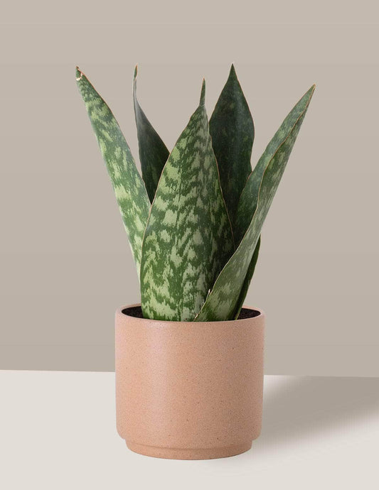 Coroa Dinamarquesa Sansevieria Sansevieria Dinamarquesa Odin Cachepô / Pequeno / Camurça Vaso Cachepot Pote Ceramica / p8 p9 p10 p11 p12 / Planta Viva Nordic Green