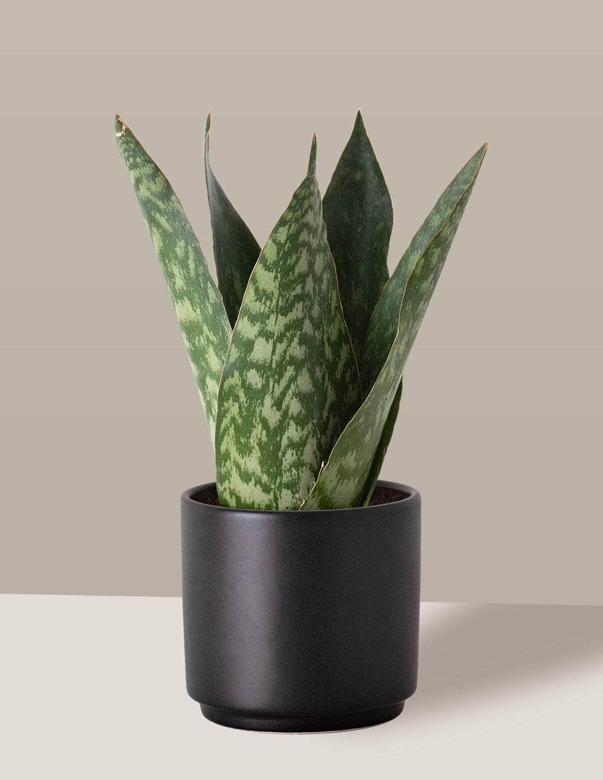 Coroa Dinamarquesa Sansevieria Sansevieria Dinamarquesa Odin Cachepô / Pequeno / Preto Vaso Cachepot Pote Ceramica / p8 p9 p10 p11 p12 / Planta Viva Nordic Green