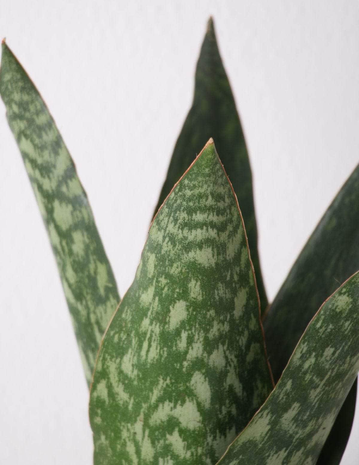 Coroa Dinamarquesa Sansevieria Sansevieria Dinamarquesa