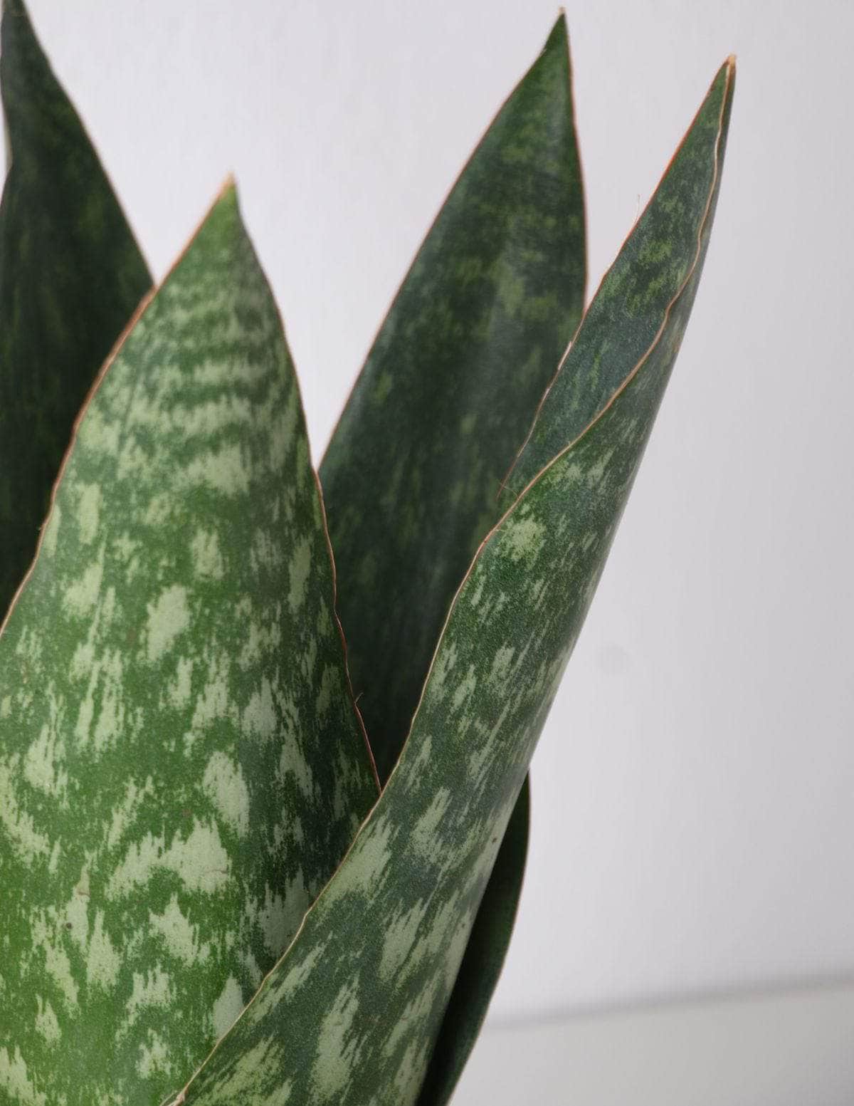 Coroa Dinamarquesa Sansevieria Sansevieria Dinamarquesa