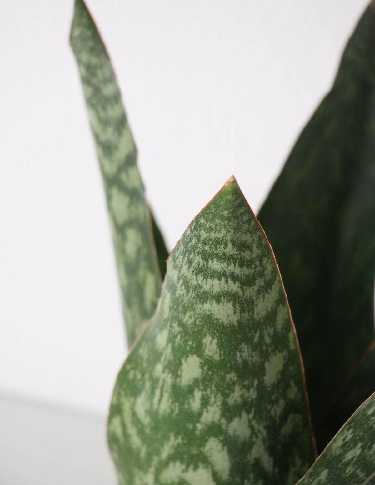 Coroa Dinamarquesa Sansevieria Sansevieria Dinamarquesa