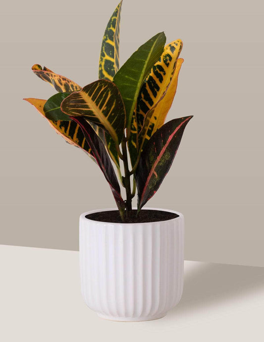 Cróton Louro-variegado Oslo Cachepô / Pequeno / Branco Vaso Cachepot Pote Ceramica / p8 p9 p10 p11 p12 / Planta Viva Nordic Green