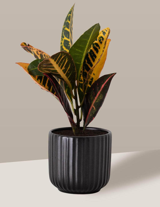 Cróton Louro-variegado Oslo Cachepô / Pequeno / Preto Vaso Cachepot Pote Ceramica / p8 p9 p10 p11 p12 / Planta Viva Nordic Green