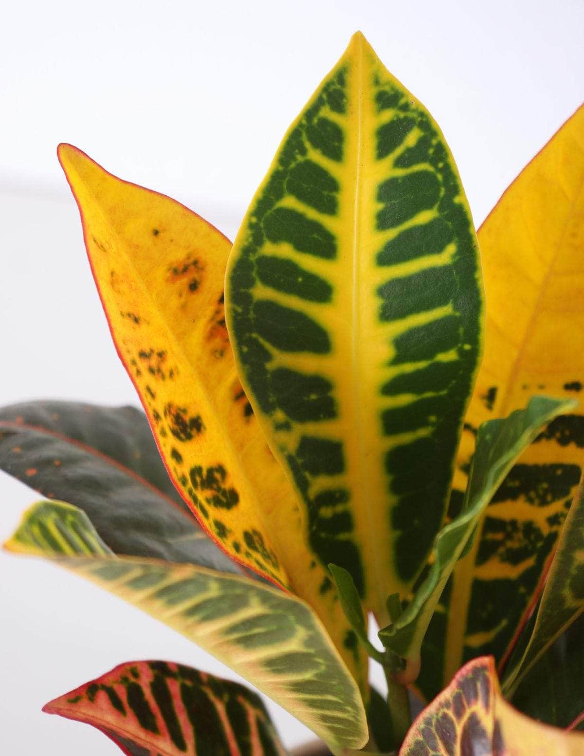 Cróton Louro-variegado