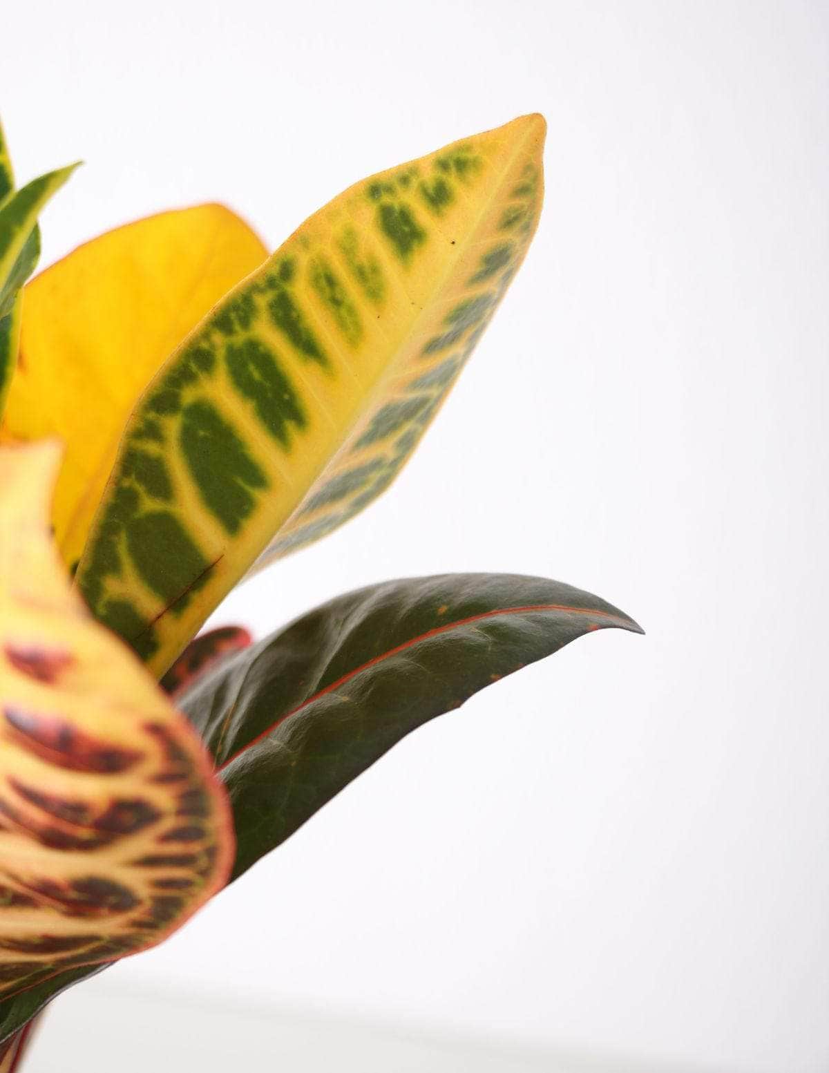 Cróton Louro-variegado