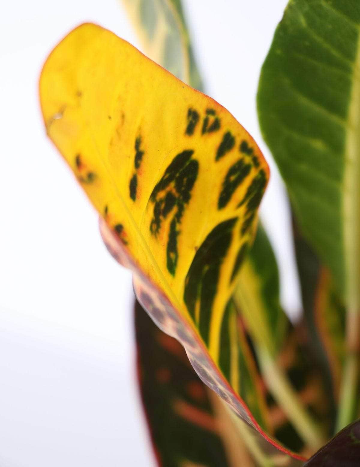 Cróton Louro-variegado