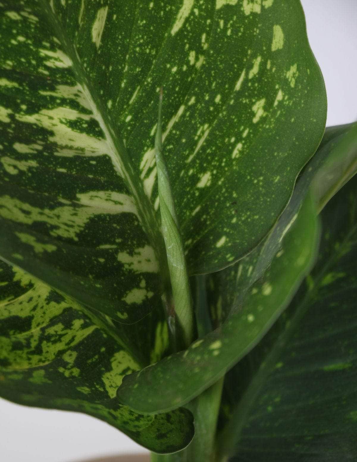 Comigo-Ninguém-Pode Aningapara