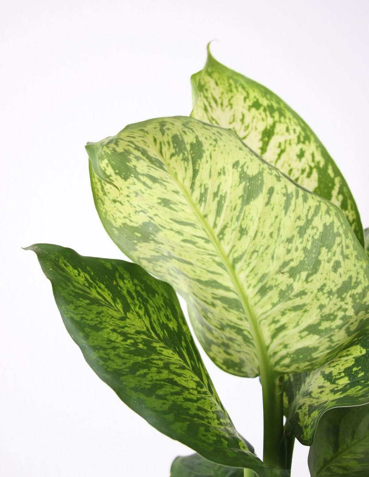 Comigo-Ninguém-Pode Aningapara