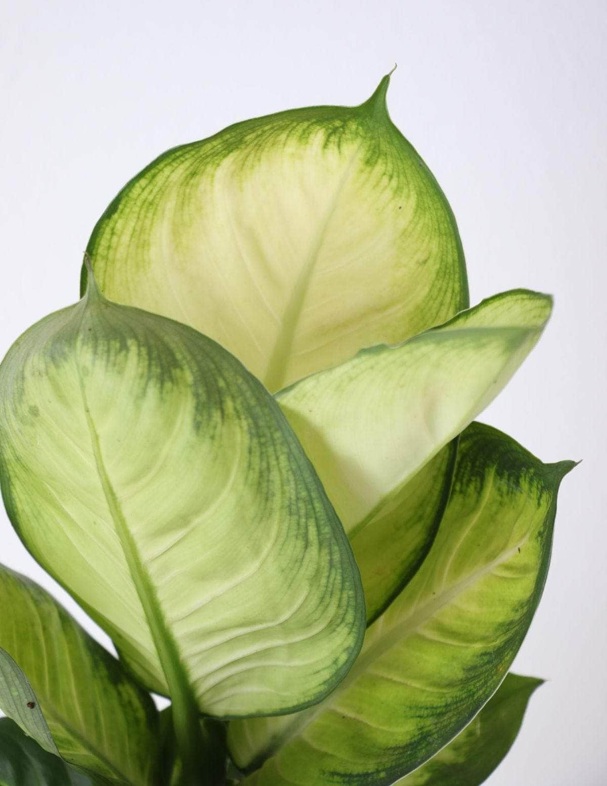 Comigo-Ninguém-Pode Aningapara