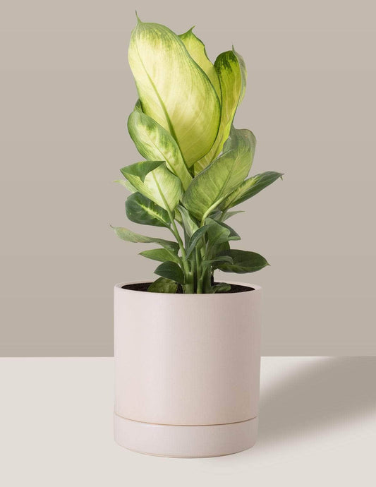 Comigo-Ninguém-Pode Aningapara Thor Vaso / Médio / Creme Vaso Cachepot Pote Ceramica / p13 p14 p15 p16 p17 p18 p19 p20 / Planta Viva Nordic Green