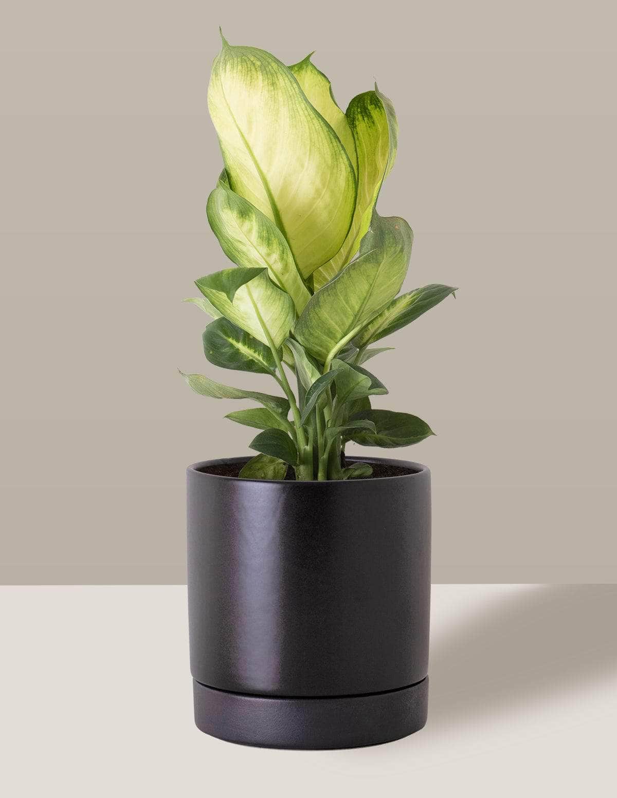 Comigo-Ninguém-Pode Aningapara Thor Vaso / Médio / Preto Vaso Cachepot Pote Ceramica / p13 p14 p15 p16 p17 p18 p19 p20 / Planta Viva Nordic Green