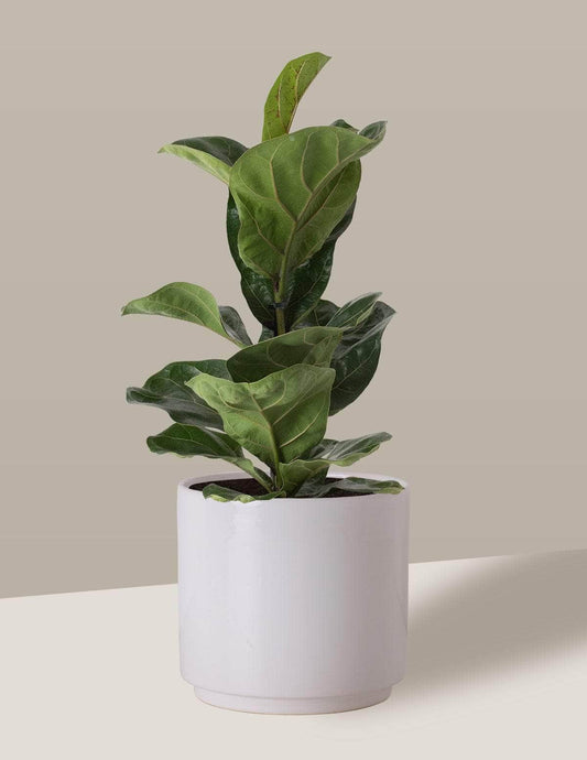 Fícus Lyrata Figueira-lira Odin Cachepô / Médio / Branco Vaso Cachepot Pote Ceramica / p13 p14 p15 p16 p17 p18 p19 p20 / Planta Viva Nordic Green
