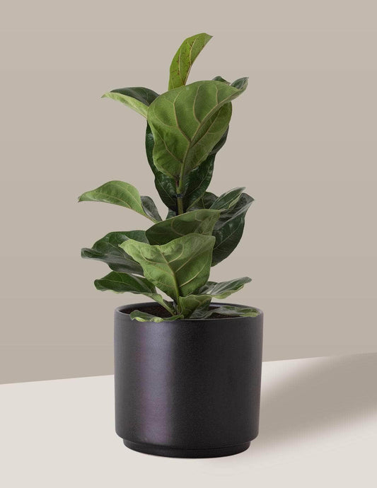 Fícus Lyrata Figueira-lira Odin Cachepô / Médio / Preto Vaso Cachepot Pote Ceramica / p13 p14 p15 p16 p17 p18 p19 p20 / Planta Viva Nordic Green