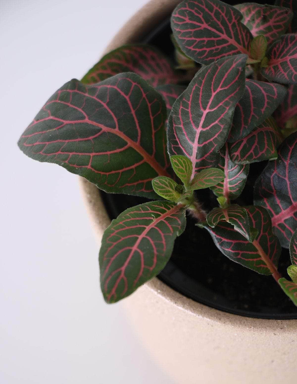 Fitônia Vermelha Planta-mosaico