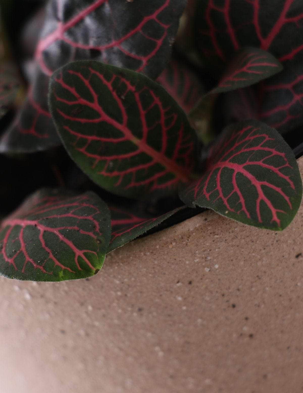 Fitônia Vermelha Planta-mosaico