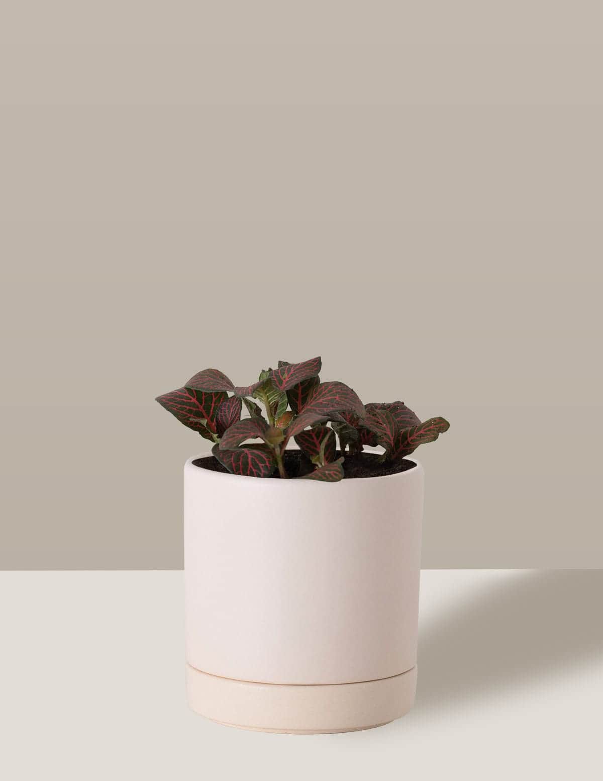 Fitônia Vermelha Planta-mosaico Thor Vaso / Pequeno / Creme Vaso Cachepot Pote Ceramica / p8 p9 p10 p11 p12 / Planta Viva Nordic Green