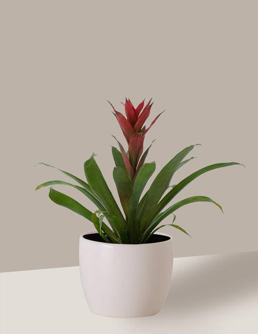 Bromélia Guzmania
