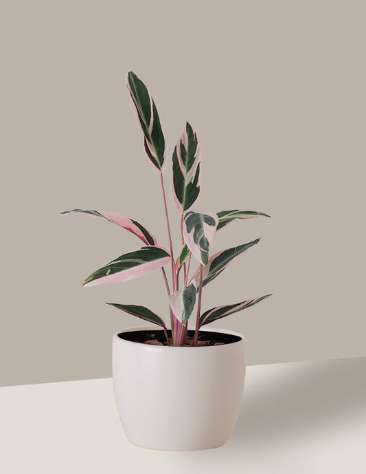 Maranta Tricolor