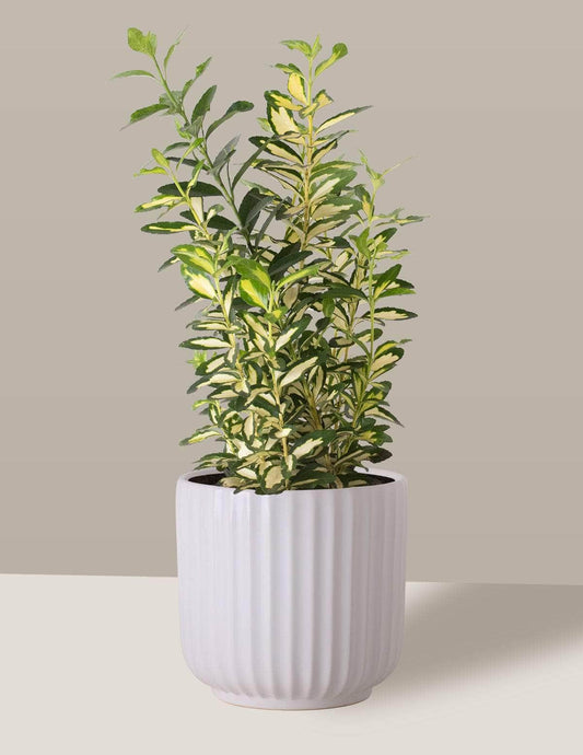 Ivone Evónimo Oslo Cachepô / Médio / Branco Vaso Cachepot Pote Ceramica / p13 p14 p15 p16 p17 p18 p19 p20 / Planta Viva Nordic Green