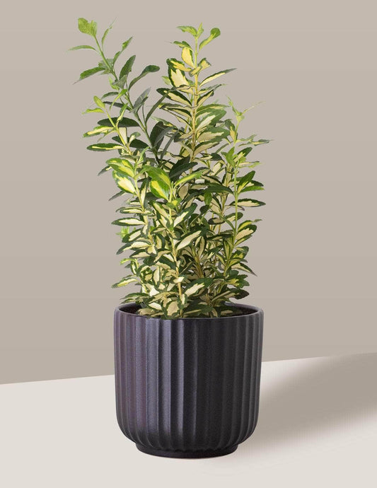 Ivone Evónimo Oslo Cachepô / Médio / Preto Vaso Cachepot Pote Ceramica / p13 p14 p15 p16 p17 p18 p19 p20 / Planta Viva Nordic Green