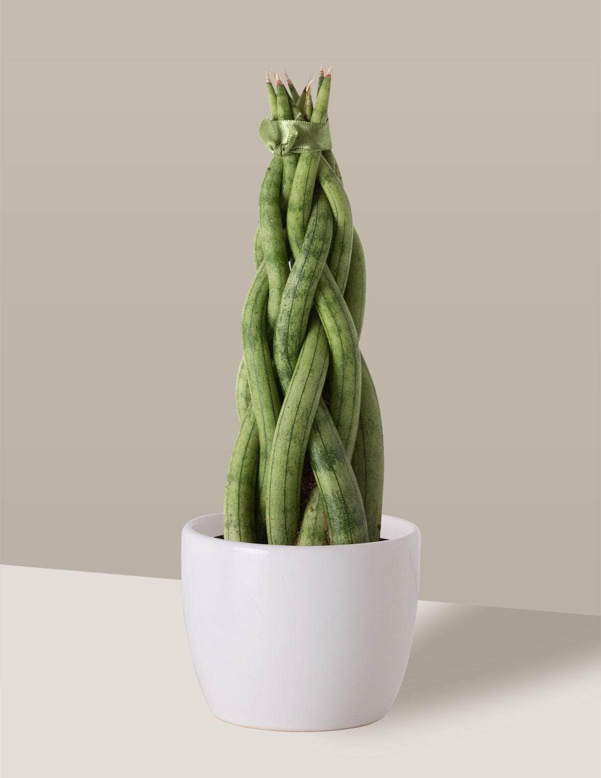 Lança-De-São-Jorge Trançada lancinha trançada Freia Cachepô / Pequeno / Branco Vaso Cachepot Pote Ceramica / p8 p9 p10 p11 p12 / Planta Viva Nordic Green