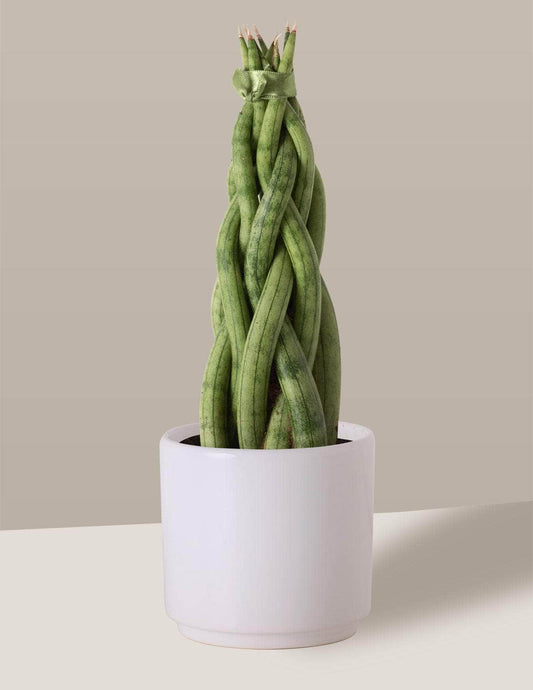 Lança-De-São-Jorge Trançada lancinha trançada Odin Cachepô / Pequeno / Branco Vaso Cachepot Pote Ceramica / p8 p9 p10 p11 p12 / Planta Viva Nordic Green