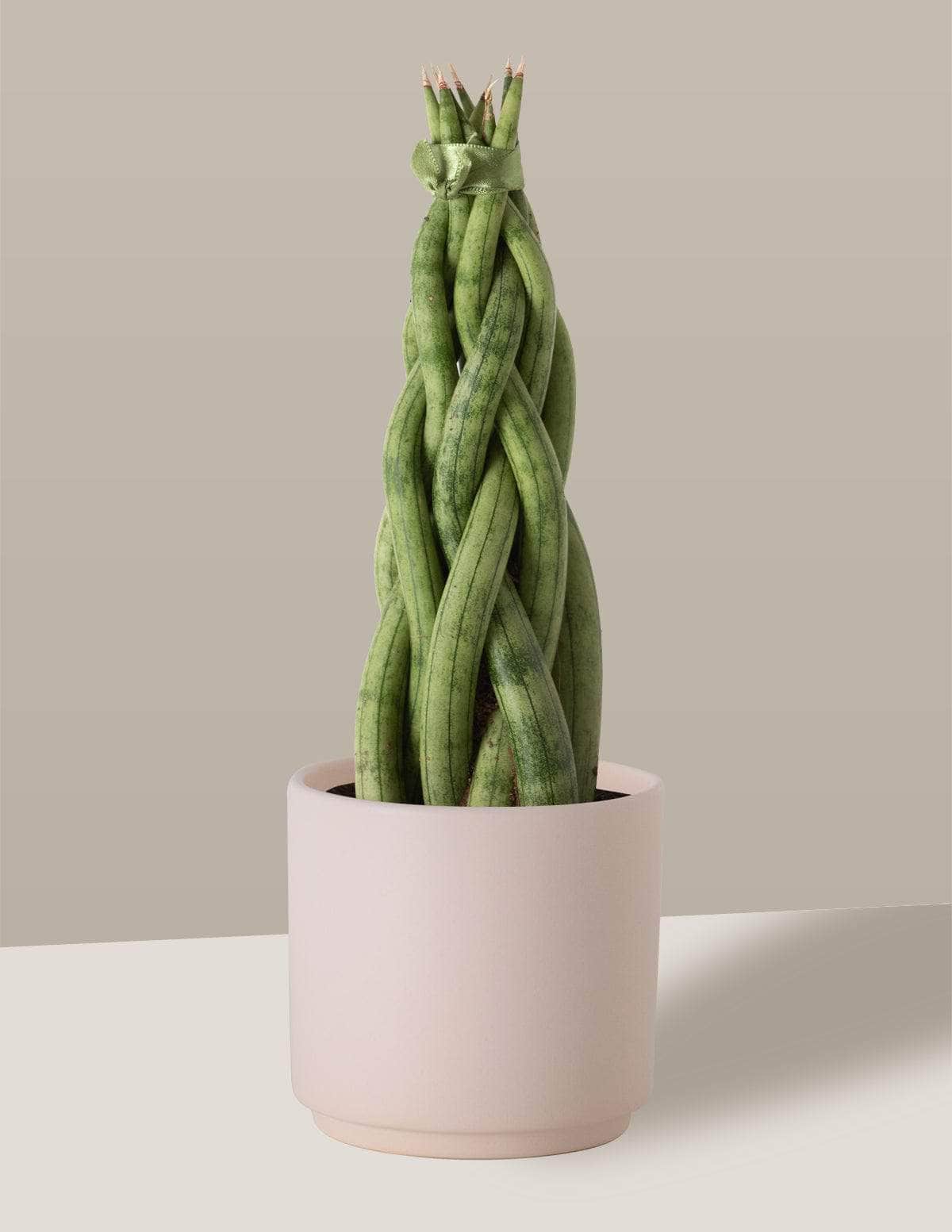 sansevieria trançada Lança de São Jorge Trançada com Vaso