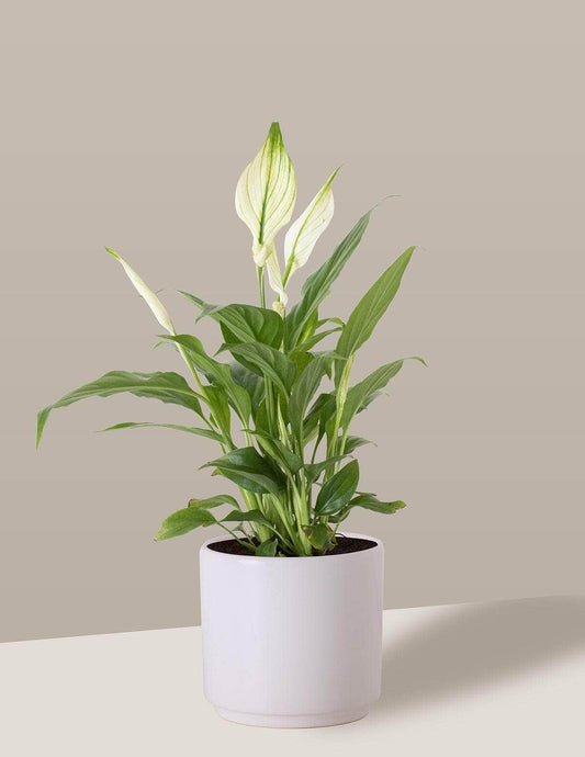 Lírio-Da-Paz Bandeira-branca Odin Cachepô / Pequeno / Branco Vaso Cachepot Pote Ceramica / p8 p9 p10 p11 p12 / Planta Viva Nordic Green