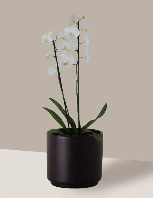 Orquídea Phalaenopsis