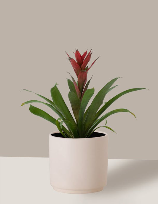 Bromélia Guzmania