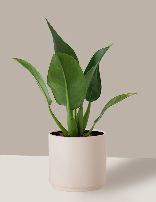 philodendron pacova Pacová Philodendron – Planta Tropical de Folhas Grandes – Nordic Green