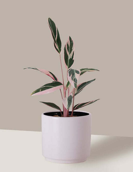 Maranta Tricolor