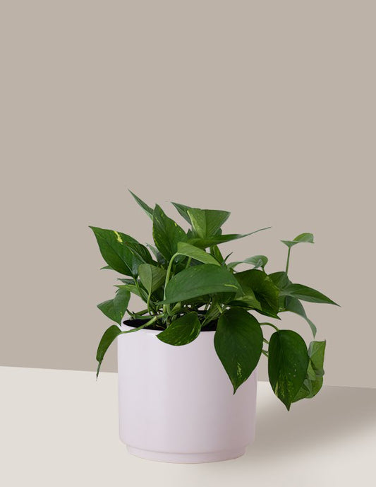 Jiboia Verde
