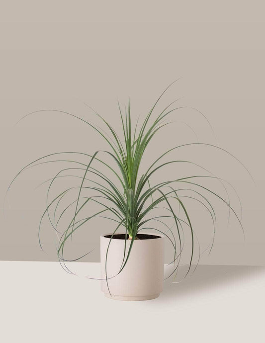 Pata-De-Elefante Beaucarnea Odin Cachepô / Médio / Creme Vaso Cachepot Pote Ceramica / p13 p14 p15 p16 p17 p18 p19 p20 / Planta Viva Nordic Green